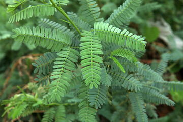 green fern leaves