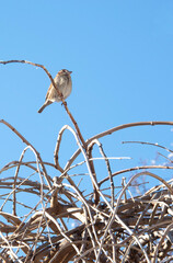 Sparrow on branch with blue sky