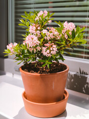 Closeup photo of pink flowers on a windowsill