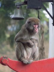 A Japanese Macaque (Macaca Fuscata)