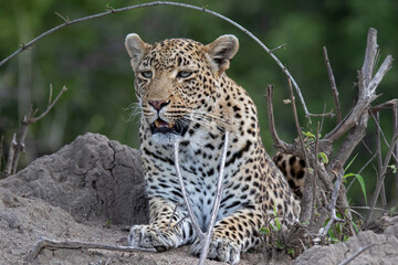 Leopard... the most elusive of Africa's big cats