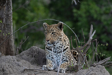 Leopard... the most elusive of Africa's big cats