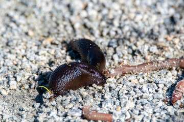 Black slug eating the worm on the ground.   Vancouver BC Canada

