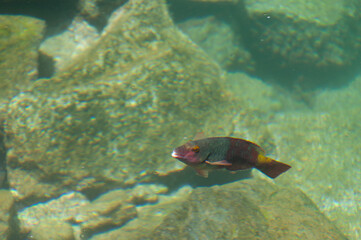 Pescao