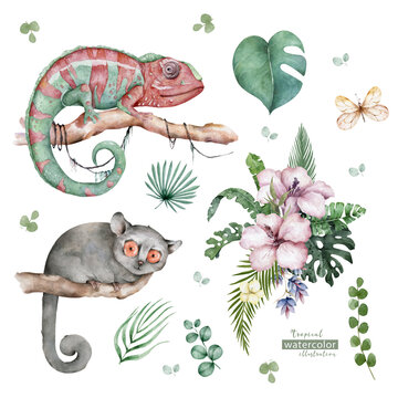 Chameleon Lizard and Mouse Lemur wildlife with tropical flowers Hand drawn watercolor isolated illustration on white background