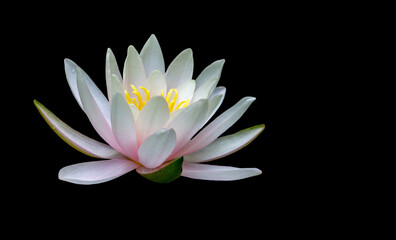 Water lily isolated on black background. Magic white with pink  waterlily or lotus flower Marliacea Rosea. Petals of Nymphaea are pure beautiful.