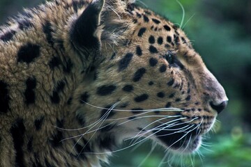 Fototapeta premium tiger