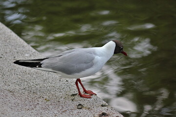 bird