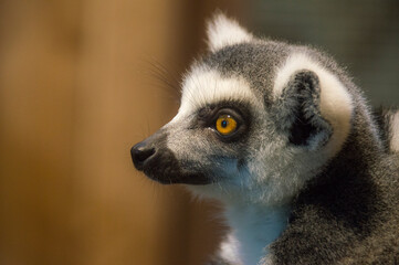 lemur catta portrait