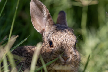 Cute Young Cottontail Rabbit