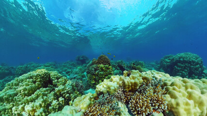 Obraz premium Beautiful underwater landscape with tropical fishes and corals. Life coral reef. Panglao, Bohol, Philippines. Philippines.