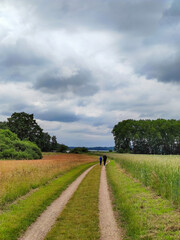 Fototapeta na wymiar Father with teenager son walking at rural way between grain meadows on cloudy summer day