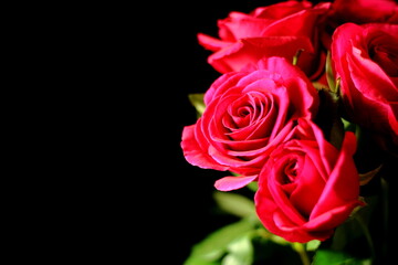 beautiful red roses against black background