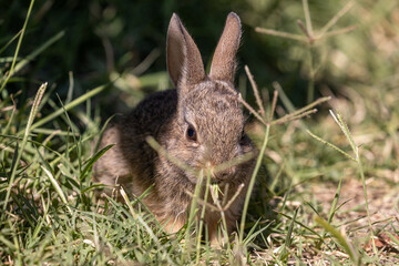 Cute Young Cottontail Rabbit