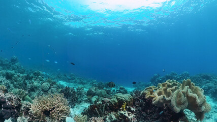 Coral garden seascape and underwater world. Colorful tropical coral reefs. Life coral reef....