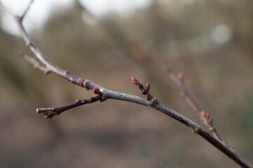 branch with buds