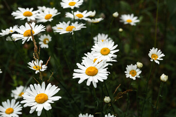 Wild camomiles on dark green grass, summer backgroun, Non cultivated natural meadow with blooming flowers