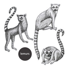 lemurs pattern drawing silhouette tropical animals isolate object white backgroun