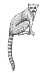 lemurs pattern drawing silhouette tropical animals isolate object white backgroun