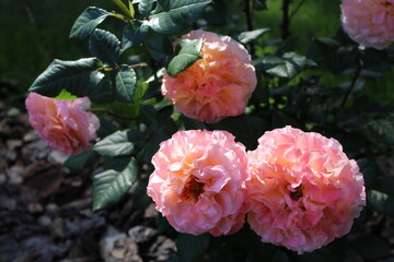 Beautiful rose flower in roses garden. Top view. Soft focus.