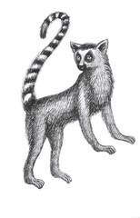 lemurs pattern drawing silhouette tropical animals isolate object white backgroun