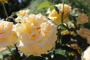 Beautiful rose flower in roses garden. Top view. Soft focus.