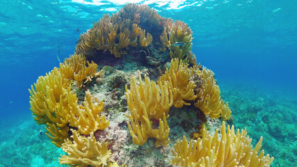 Naklejka na ściany i meble Tropical coral reef and fishes underwater. Hard and soft corals. Underwater video. Panglao, Bohol, Philippines.