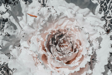 decorative cabbage of white color and with a green border