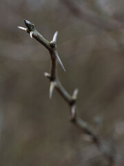 Thorny branch
