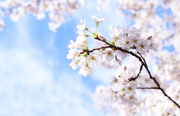 Cherry blossom in spring.