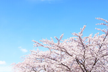 cherry blossom in spring