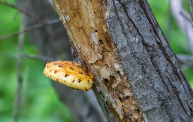 edible mushrooms growing on a tree