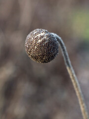 Some kind of flower in winter