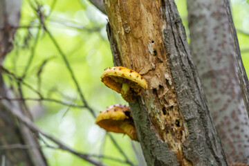 edible mushrooms growing on a tree