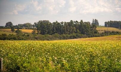Yellow soybean crops in the pre-harvest stage