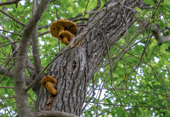 mushrooms growing on a tree