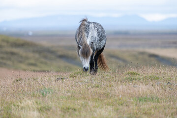 Wild Grey horse in the field, Iceland 