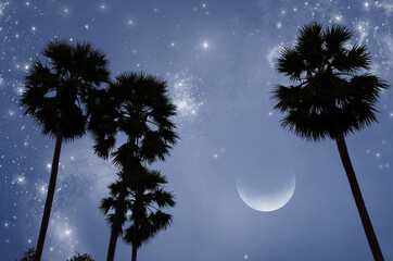 Bright stars in crescent night with palm trees