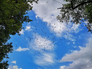 a large flock of birds hovering in the sky