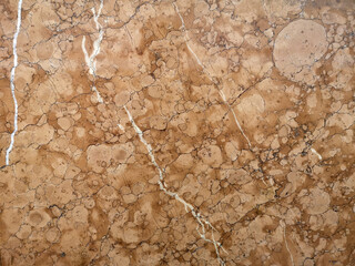 very old and rare under water shell surface marble stone