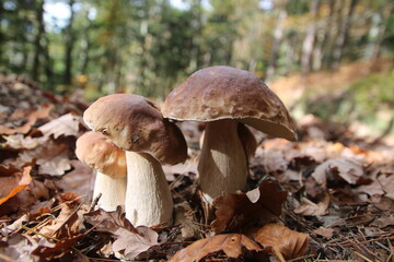 Steinpilz, Steinpilzfamilie im Wald