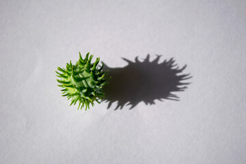 Mamona. Castor bean isolated with shadow and white background. Ricinus communis L., popularly known as castor bean. It is a plant of the Euphorbia family.