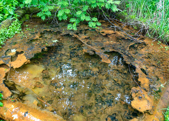 landscape with a wooden structure for collecting spring water, the tree is stained yellow from the high iron content in the spring water