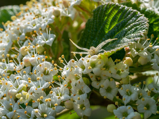 White Crab Spider Waiting for Prey