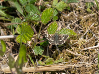 Grizzled Skipper Butterfly