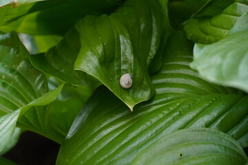 snail in the flower garden