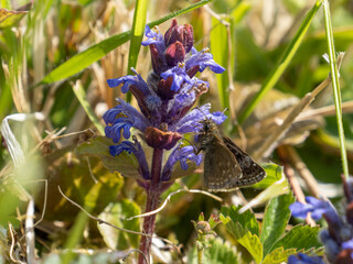 Grizzled Skipper Butterfly