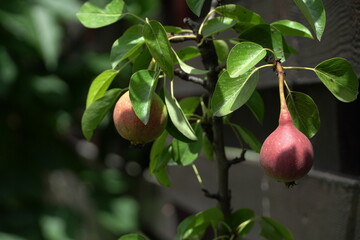 baby pears, fruits in trees