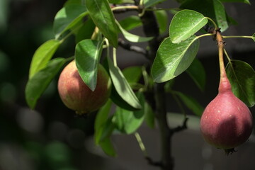 baby pears, fruits in trees