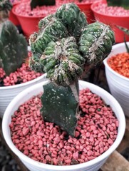 Cactus in a white pot with a sprinkling of pink stones in the afternoon. It is suitable for florists, backgrounds and more.